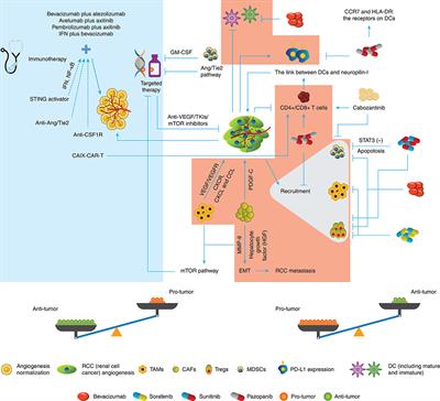 RCC Immune Microenvironment Subsequent to Targeted Therapy: A Friend or a Foe?